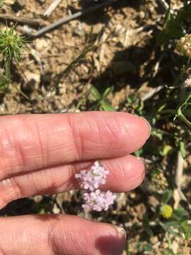 Image of Valerianella vesicaria (L.) Moench