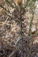 Image of sessileflower false goldenaster