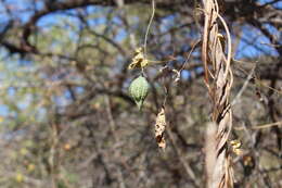 Image of Schizocarpum