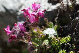 Image de Pedicularis asplenifolia Floerke ex Willd.