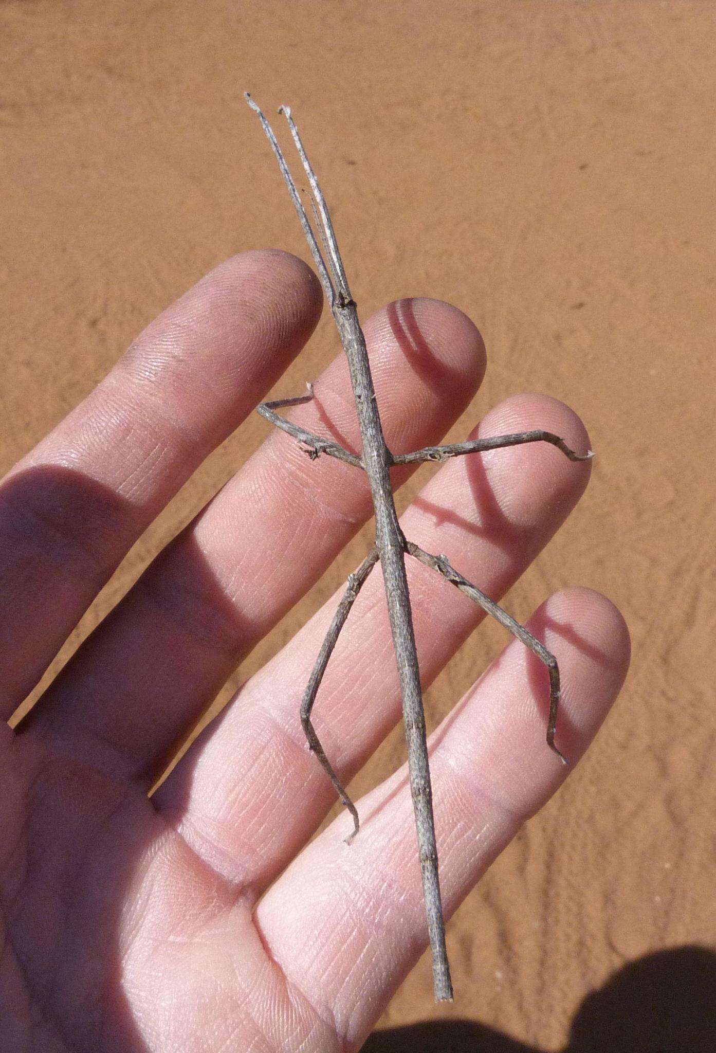 Image of Bactrododema tiaratum Stål 1858