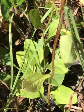 Image of Louisiana goldenrod