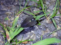 Image of Histia flabellicornis ultima Hering 1922