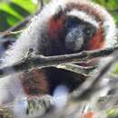 Image of Ornate Titi Monkey