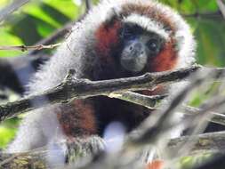 Image of Ornate Titi Monkey