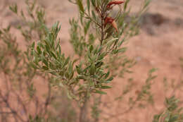 صورة Eremophila glabra (R. Br.) Ostenf.