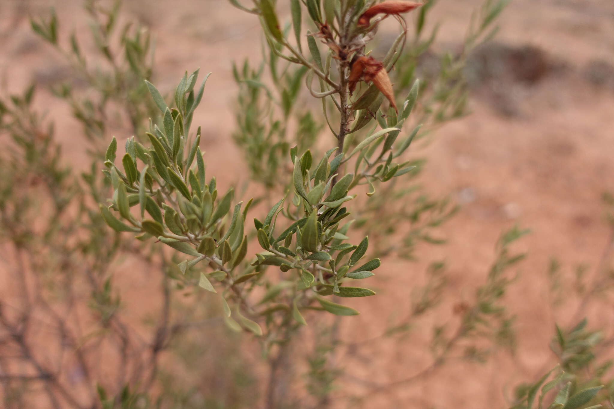 صورة Eremophila glabra (R. Br.) Ostenf.