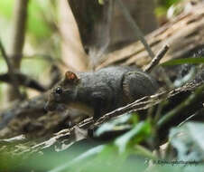 Image of Orange-bellied Himalayan Squirrel