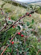 Imagem de Cotoneaster integerrimus Medik.