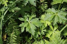 Image of Trollius hondoensis Nakai