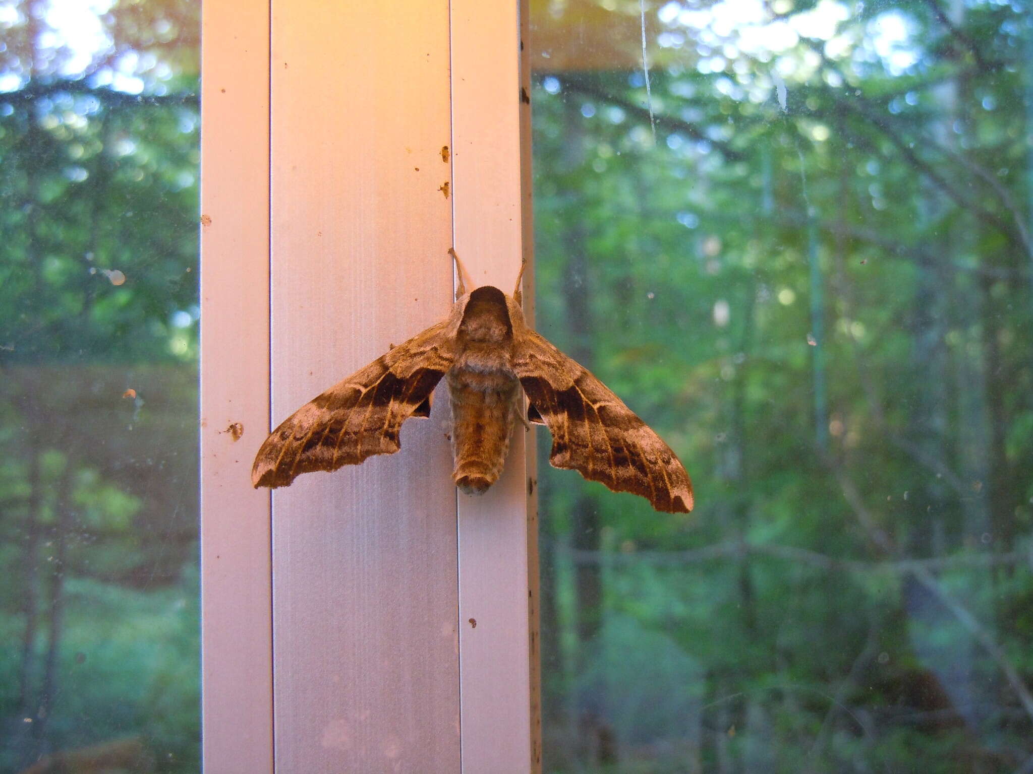 Image of One-eyed Sphinx, Eyed Hawk-moth