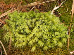 Image of Haller's bartramia moss