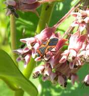 Lygaeus kalmii angustomarginatus Parshley & H. M. 1919 resmi