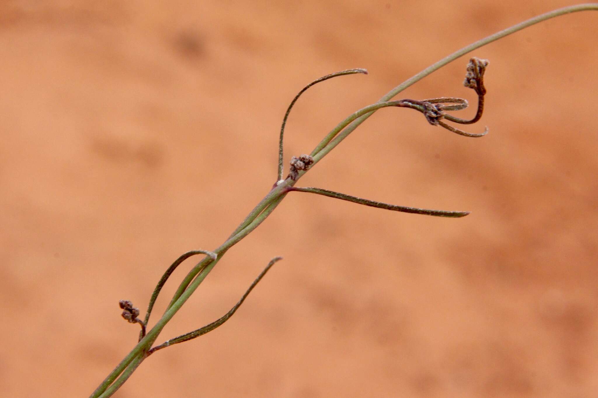 Image of <i>Vincetoxicum lineare</i>