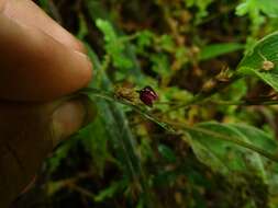 Image of Pleurothallis ruscaria Luer