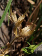 Imagem de Cerastium dichotomum L.