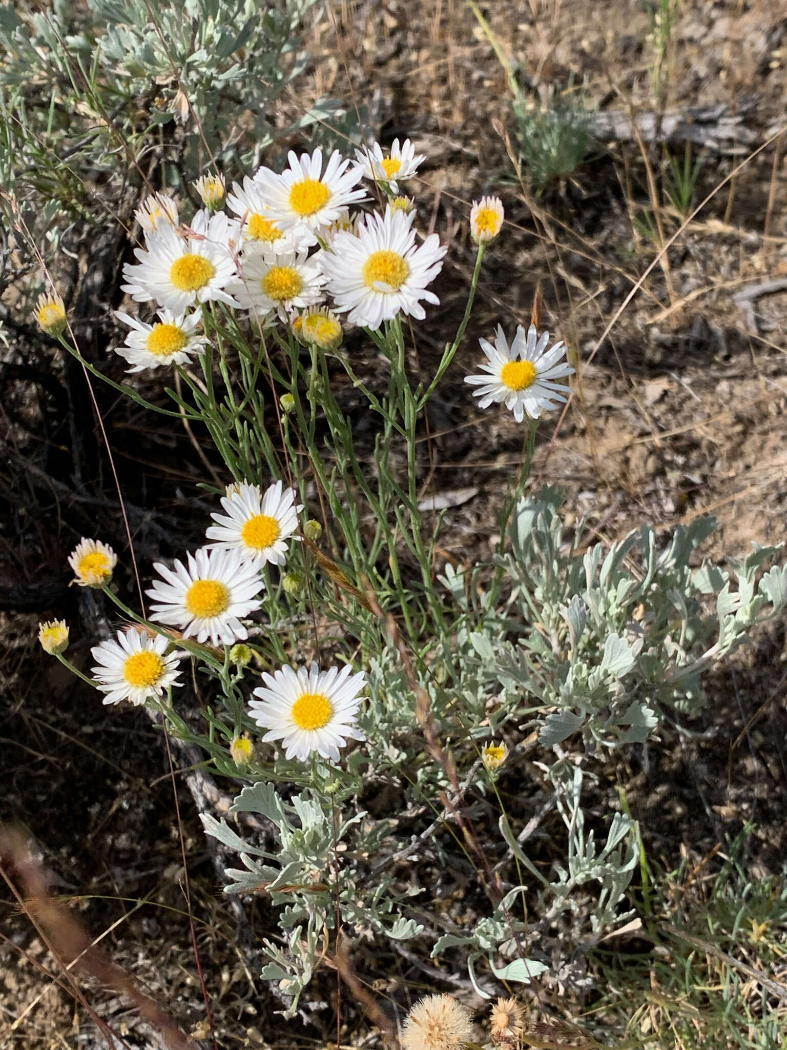 Image of threadleaf fleabane