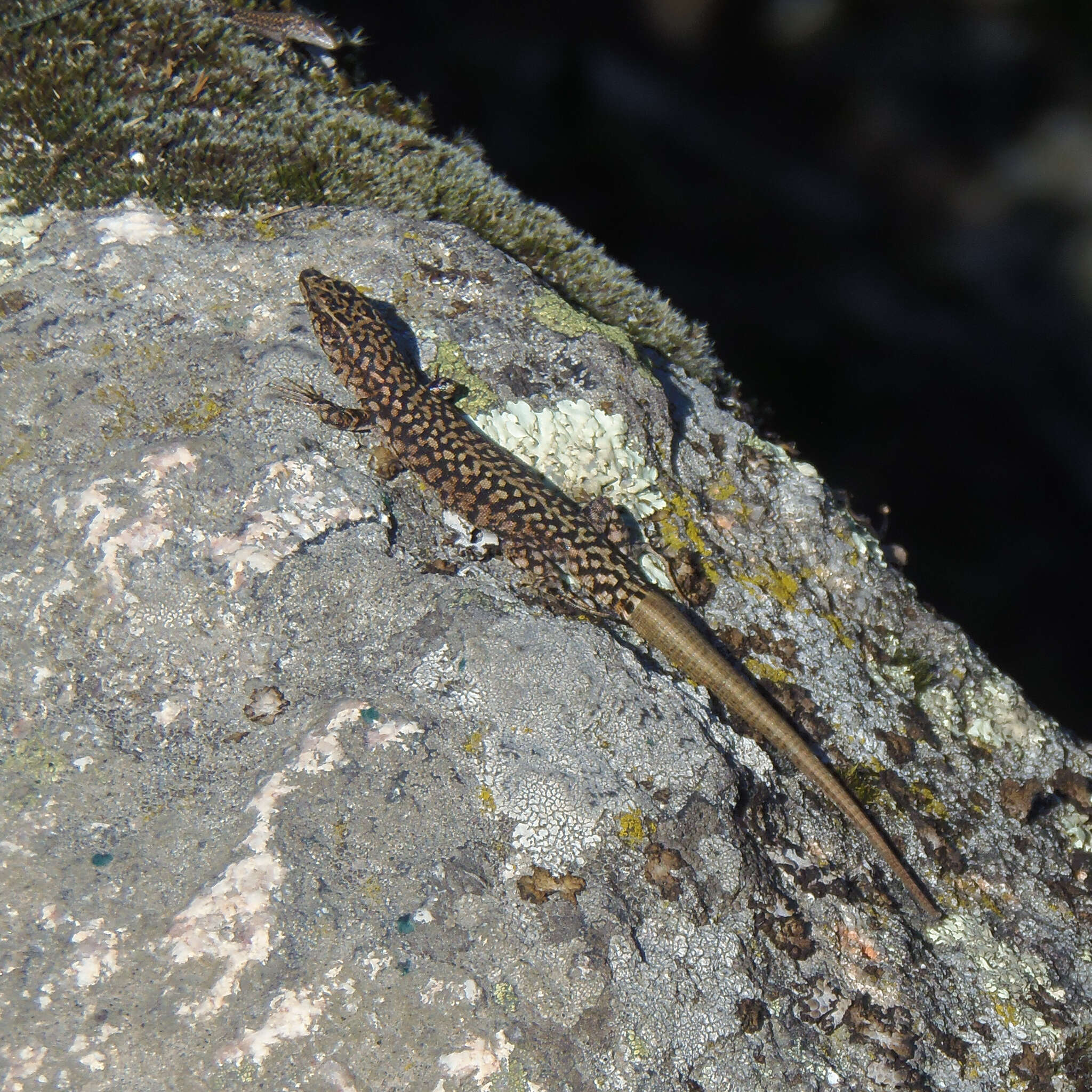 Image of Podarcis guadarramae lusitanicus Geniez et al. 2014