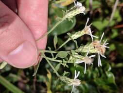 Image of Sericocarpus tortifolius (Michx.) Nees