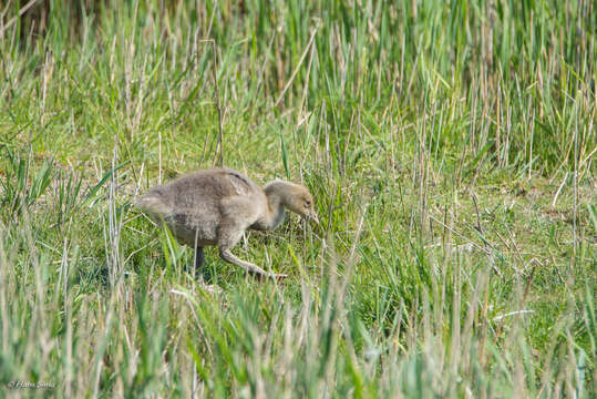 Image of Western Greylag Goose