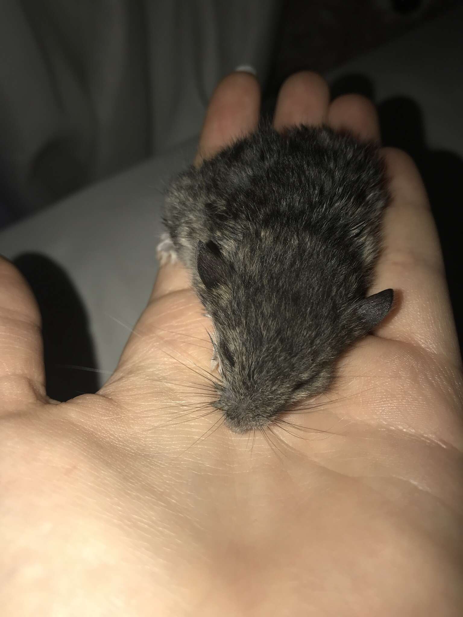 Image of Eastern Harvest Mouse