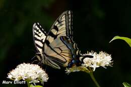 Image de Papillon tigré du Canada