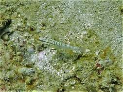 Image de Amblygobius stethophthalmus (Bleeker 1851)