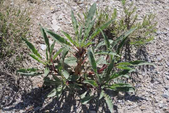 Image of Colorado Springs evening primrose