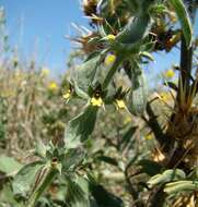 Image of mountain ironwort