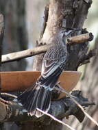 Image of Anthochaera carunculata woodwardi Mathews 1912