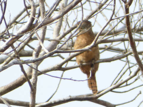 Image of Barred Puffbird