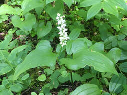 Imagem de Maianthemum dilatatum (Alph. Wood) A. Nelson & J. F. Macbr.