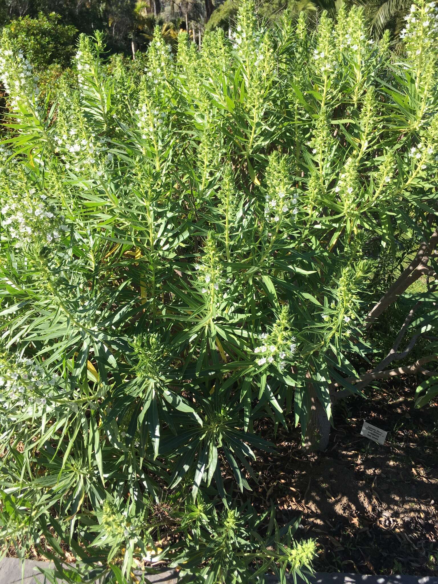 Image of Echium decaisnei Webb & Berth.