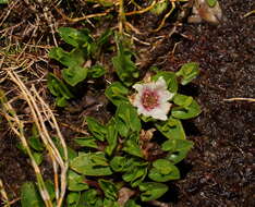 Caltha introloba F. Müll. resmi