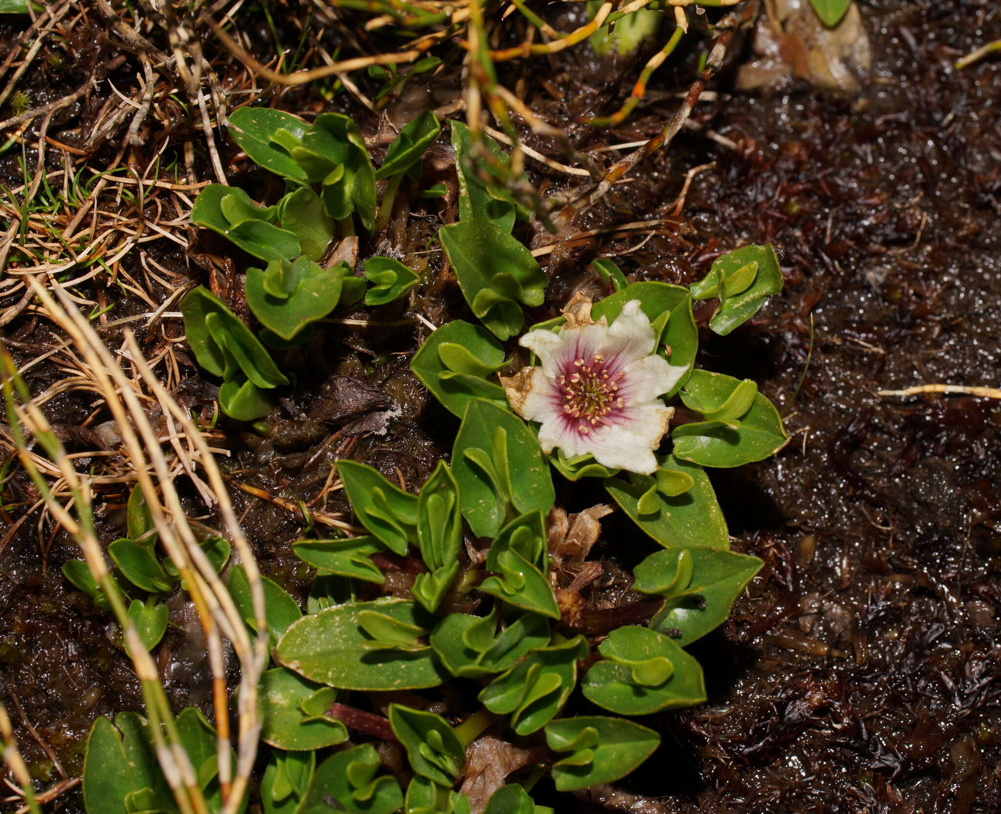 Caltha introloba F. Müll. resmi