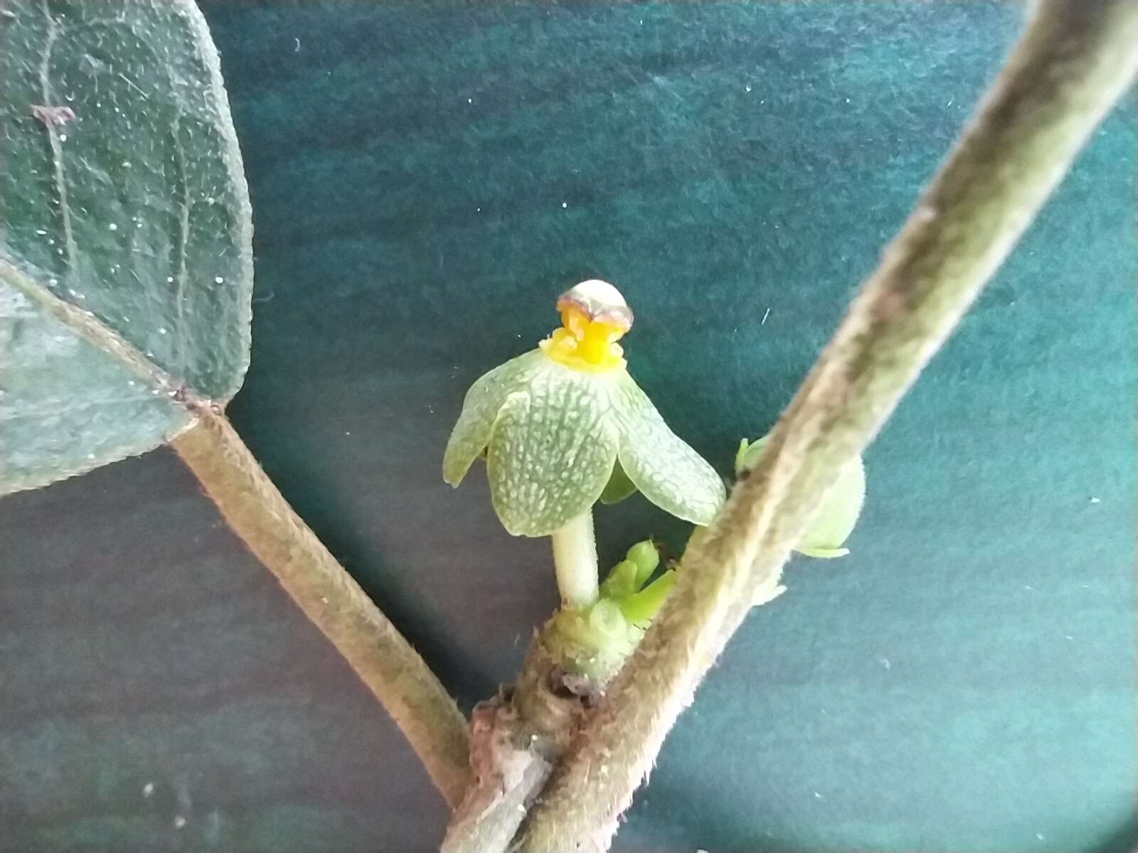 Image of Matelea campechiana (Standl.) R. E. Woodson