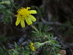 Image of Osteospermum microphyllum DC.