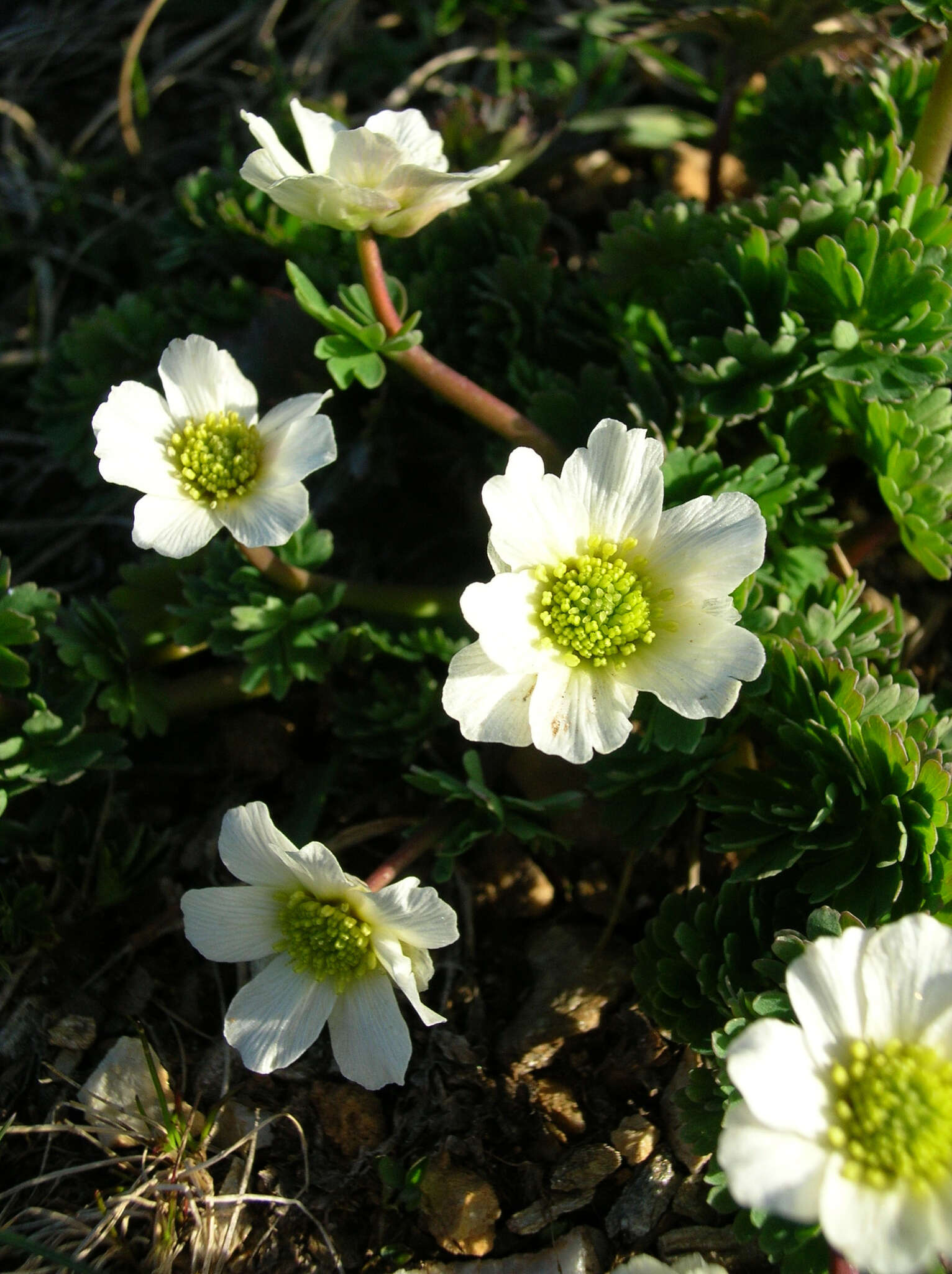 Image of Callianthemum coriandrifolium Rchb.