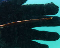 Image of Western crested pipefish