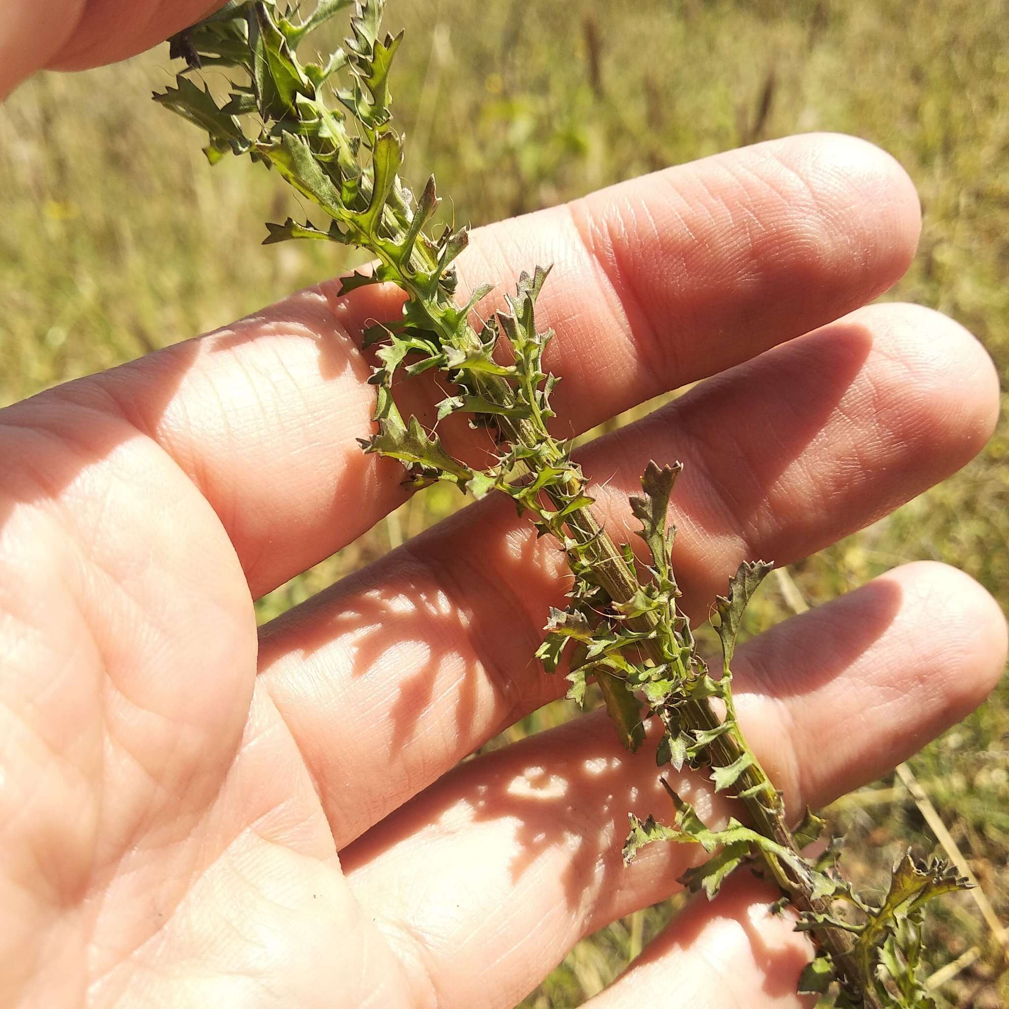 Imagem de <i>Adenophyllum <i>porophyllum</i></i> var. porophyllum