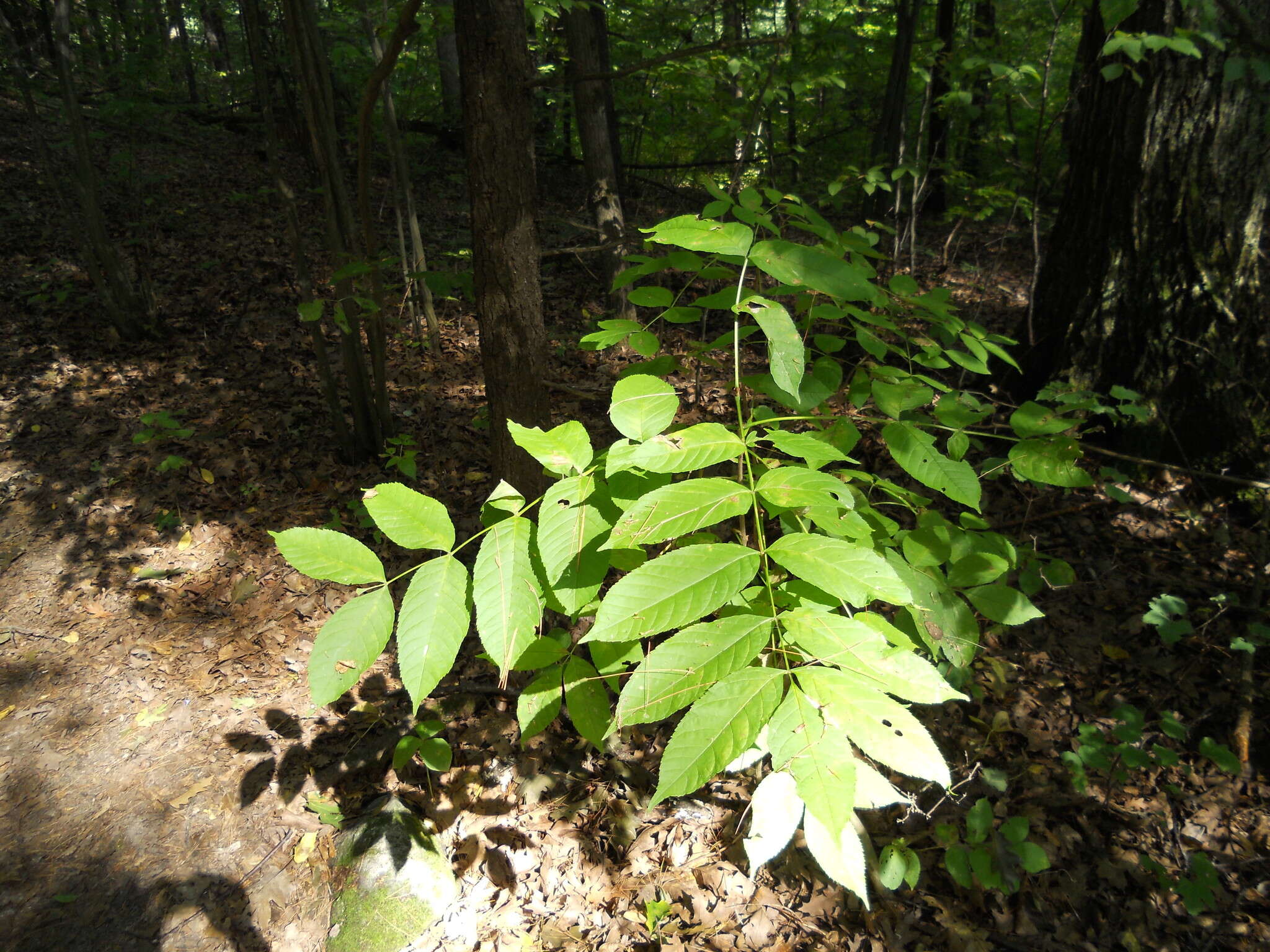 Image of black ash