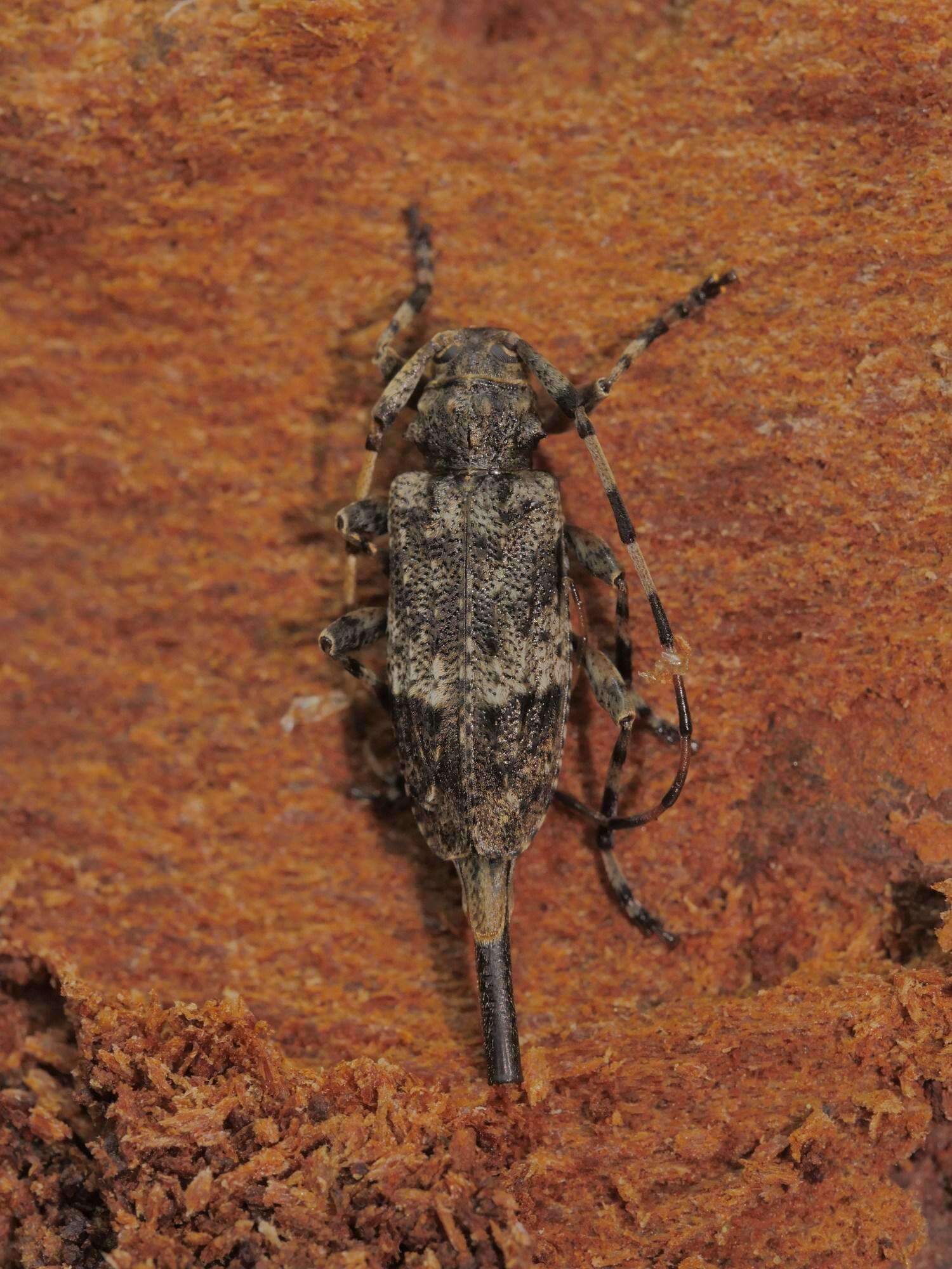 Image of Acanthocinus reticulatus (Razoumowsky 1789)