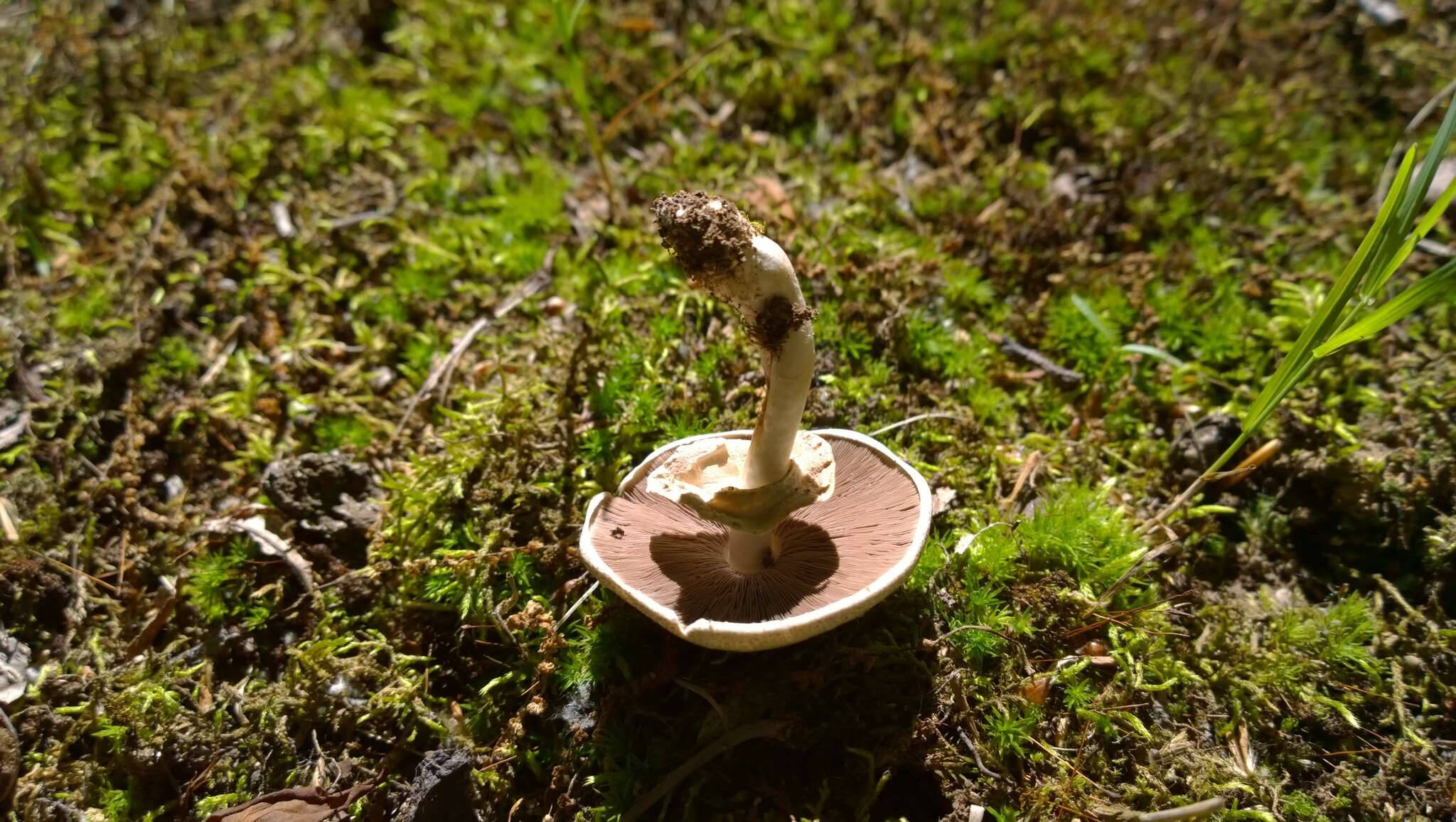 Image of Eastern Flat-topped Agaricus