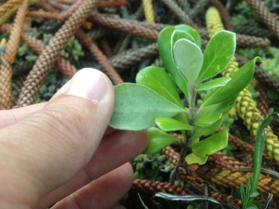 Image de Pittosporum crassifolium Banks & Sol. ex A. Cunningham