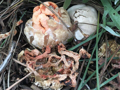 Image of Clathrus ruber P. Micheli ex Pers. 1801