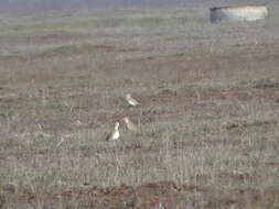 Image of Mountain Plover