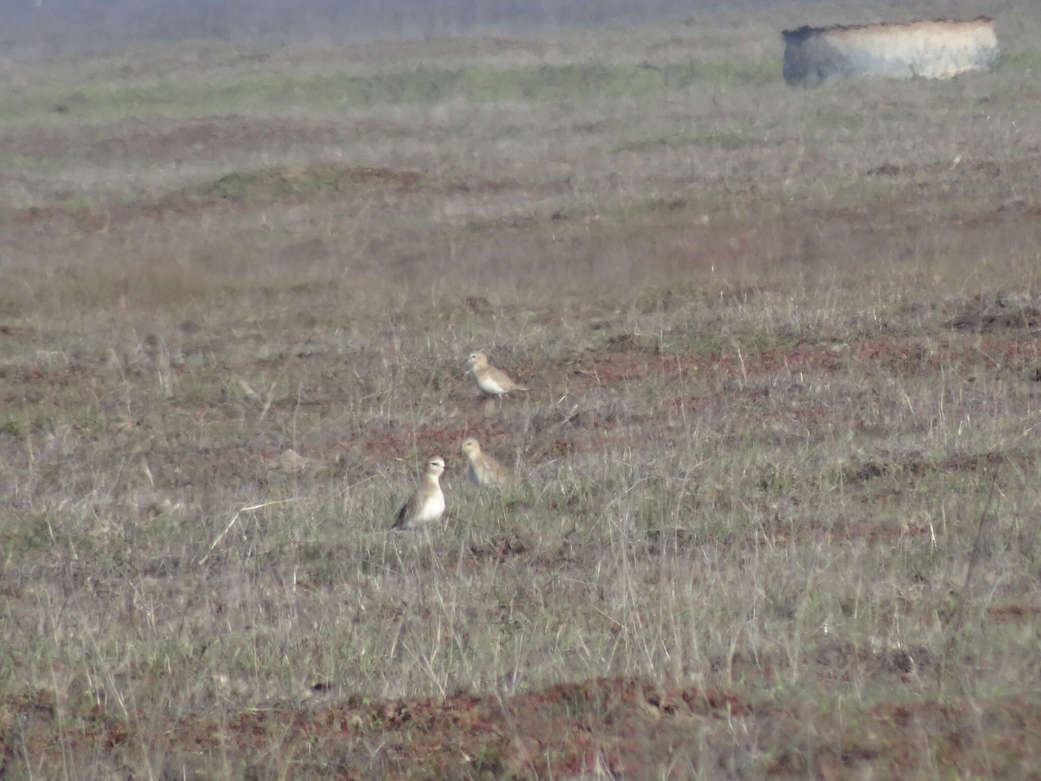 Image of Mountain Plover