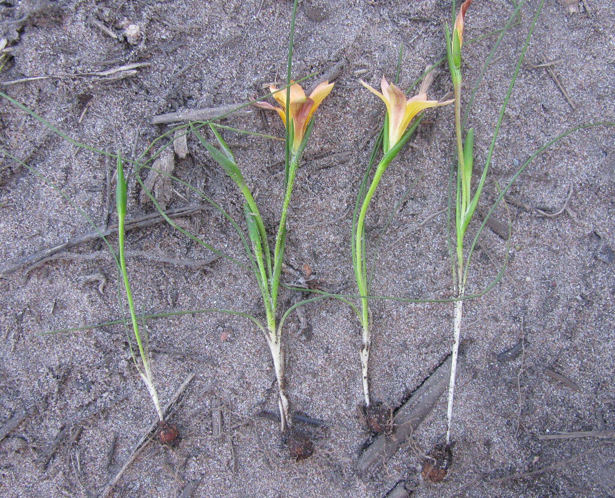 Image of Romulea setifolia var. belviderica M. P. de Vos