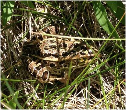 Image of Northern Leopard Frog