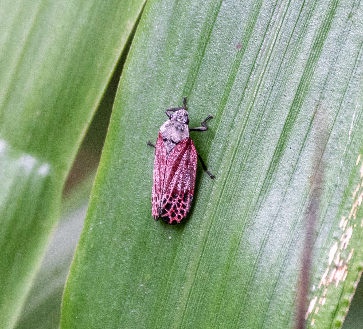 Imagem de Mahanarva (Mahanarva) rubripennis (Schmidt 1922)